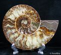 Inch Split Ammonite Pair #2619-4